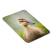 Baby Mallard Ducking Magnet (Rechte Seite)