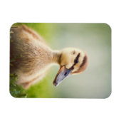 Baby Mallard Ducking Magnet (Horizontal)