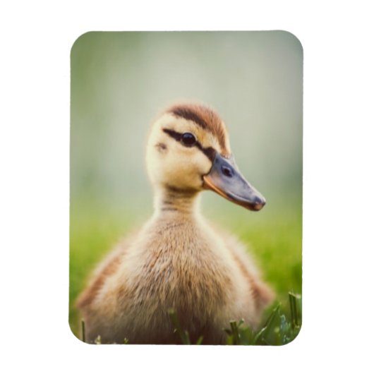 Baby Mallard Ducking Magnet (Vertikal)