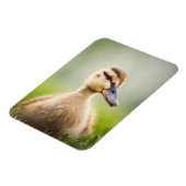 Baby Mallard Ducking Magnet (Linke Seite)