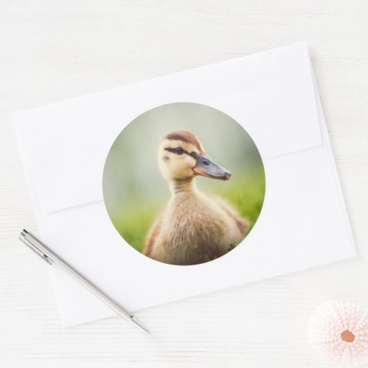 Baby Mallard Ducking Runder Aufkleber (Umschlag)