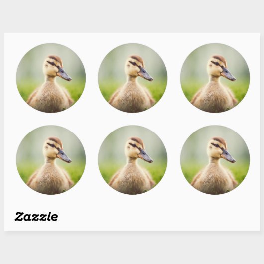 Baby Mallard Ducking Runder Aufkleber (Blatt)