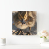 Baby Mallard Duckling Ducks Wildlife Animals Quadratische Wanduhr (Zuhause)