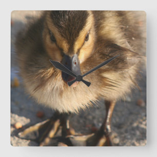 Baby Mallard Duckling Ducks Wildlife Animals Quadratische Wanduhr