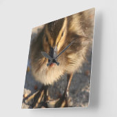 Baby Mallard Duckling Ducks Wildlife Animals Quadratische Wanduhr (Winkel)