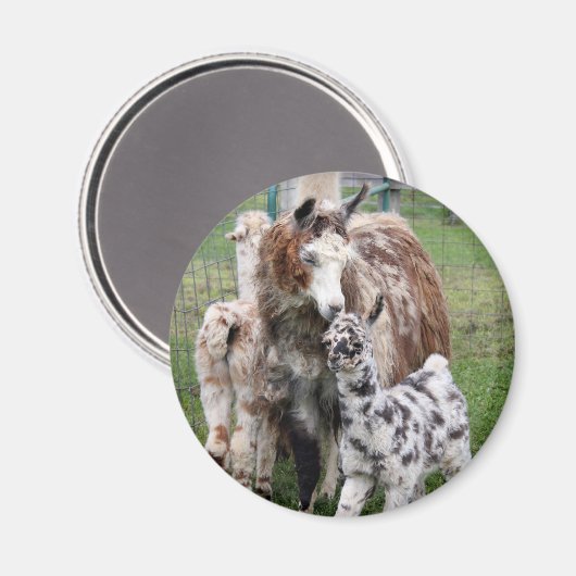 Baby & Mama Llama Kiss Magnet (Vorderseite/Rückseite)