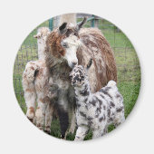 Baby & Mama Llama Kiss Magnet (Vorne)