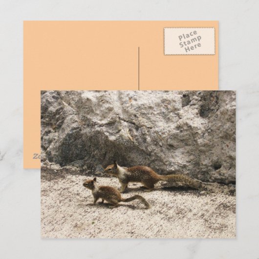 Baby & Mama Squirrel Postkarte (Vorne/Hinten)