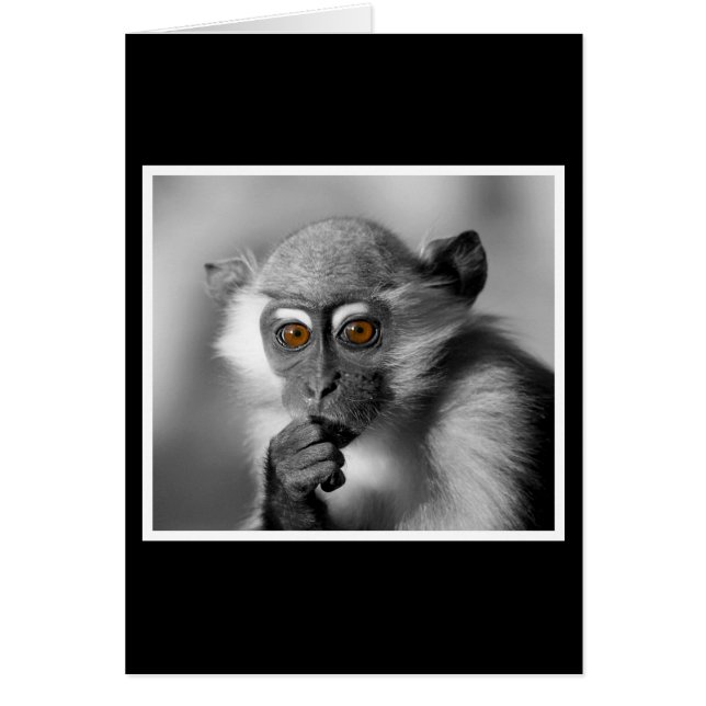 Baby Mangabey Monkey (Vorne)