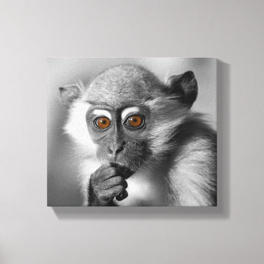 Baby Mangabey Monkey Leinwanddruck (Vorderseite)
