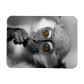 Baby Mangabey Monkey Magnet (Horizontal)