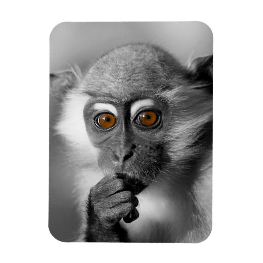Baby Mangabey Monkey Magnet (Vertikal)