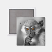 Baby Mangabey Monkey Magnet (Vorderseite/Rückseite)