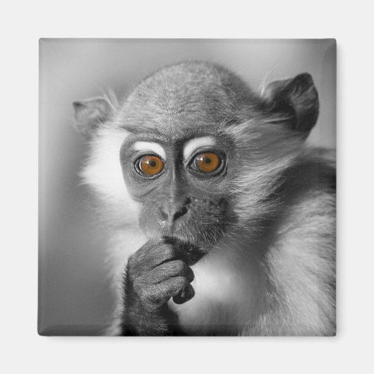 Baby Mangabey Monkey Magnet (Vorne)