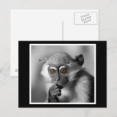 Baby Mangabey Monkey Postkarte (Vorne/Hinten)
