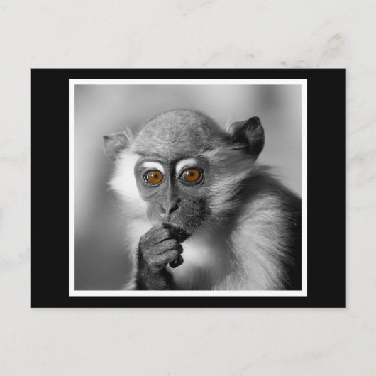 Baby Mangabey Monkey Postkarte (Vorderseite)