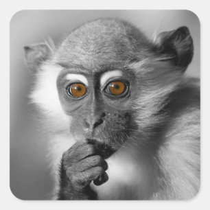 Baby Mangabey Monkey Quadratischer Aufkleber