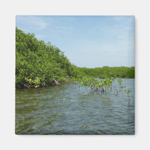 Baby Mangrove Trees in der Karibik Magnet