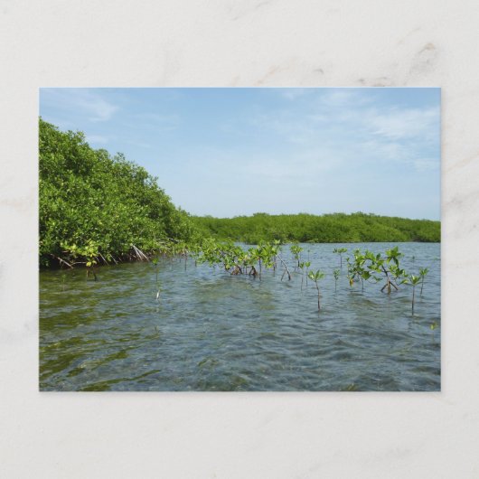 Baby Mangrove Trees in der Karibik Postkarte (Vorderseite)