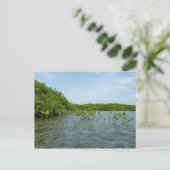 Baby Mangrove Trees in der Karibik Postkarte (Stehend Vorderseite)