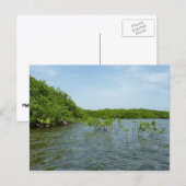 Baby Mangrove Trees in der Karibik Postkarte (Vorne/Hinten)