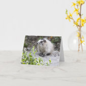 Baby Marmot, Nationalpark Denali, Alaska Karte (Gelbe Blume)