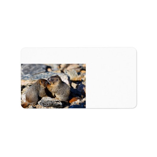 Baby Marmots Adressaufkleber (Vorne)