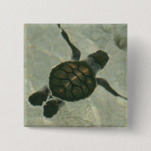 Baby-Meeresschildkröte, die heraus zum Meer Button