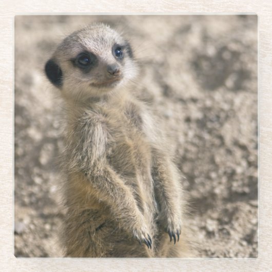 Baby Meerkat Glas-Untersetzer Glasuntersetzer (Vorderseite)