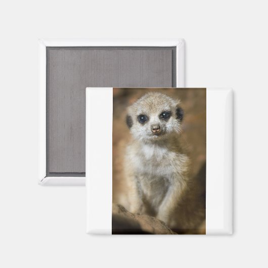 Baby Meerkat Magnet (Vorderseite/Rückseite)