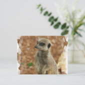 Baby Meerkat Postcard Postkarte (Stehend Vorderseite)