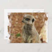 Baby Meerkat Postcard Postkarte (Vorne/Hinten)
