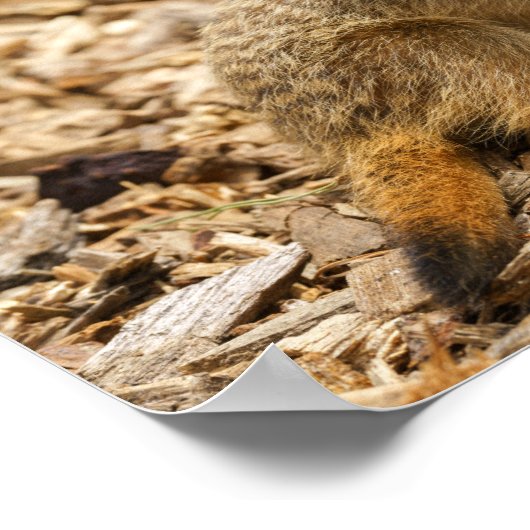 Baby Meerkat Poster (Ecke)