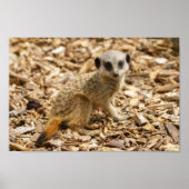 Baby Meerkat Poster (Vorne)