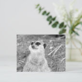 "Baby Meerkat" Postkarte (Stehend Vorderseite)