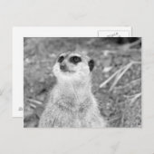 "Baby Meerkat" Postkarte (Vorne/Hinten)