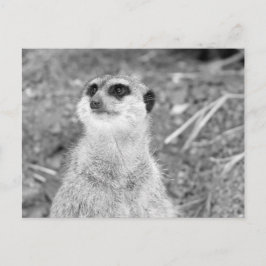 "Baby Meerkat" Postkarte