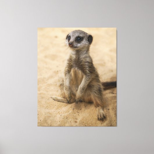 Baby Meerkat sitzt im Sand Leinwanddruck (Vorderseite)
