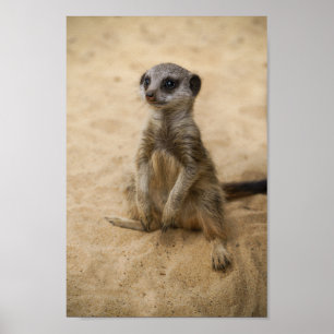 Baby Meerkat sitzt im Sand Poster