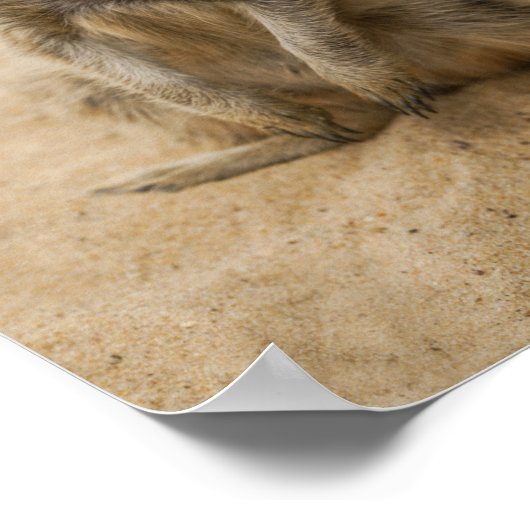 Baby Meerkat sitzt im Sand-Poster Poster (Ecke)