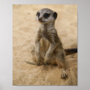 Baby Meerkat sitzt im Sand-Poster Poster