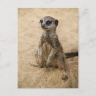 Baby Meerkat sitzt im Sand Postkarte