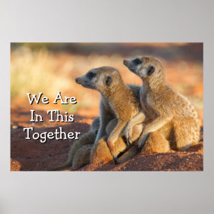 Baby Meerkats verstecken sich unter ihren Eltern Poster
