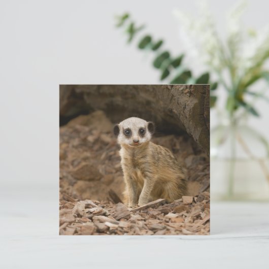 Baby Meerkat's Wertvolle Pose (Stehend Vorderseite)