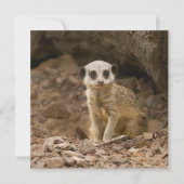 Baby Meerkat's Wertvolle Pose (Vorderseite)