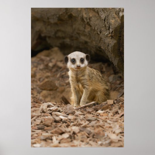 Baby Meerkat's Wertvolle Pose Poster (Vorne)