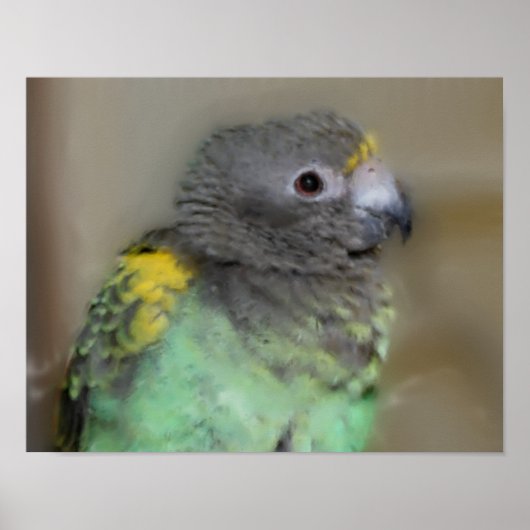 Baby Meyers Parrot Foto Malerei Poster (Vorne)
