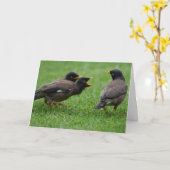 Baby Mina Birds Begating for Food Karte (Gelbe Blume)