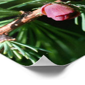 Baby Miniature Pine Cones Nature Poster (Ecke)