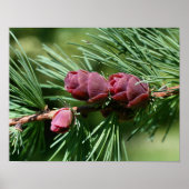 Baby Miniature Pine Cones Nature Poster (Vorne)